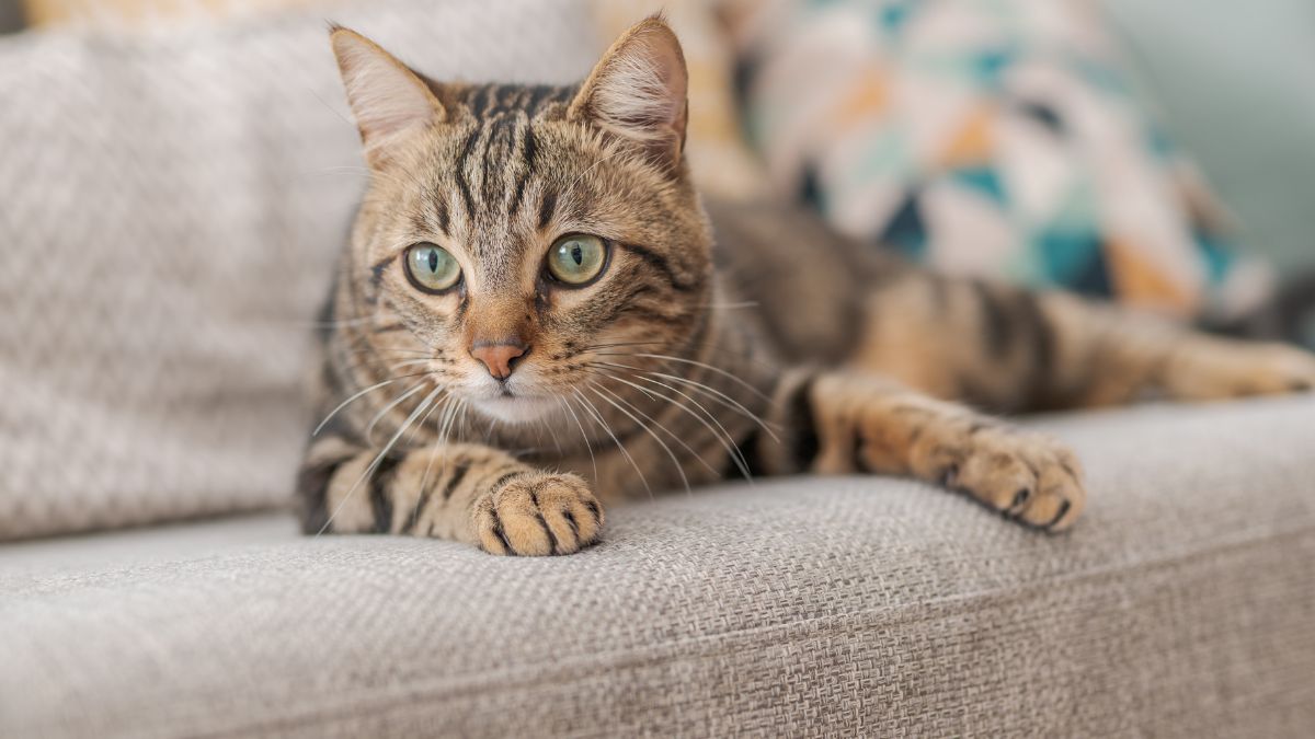 Ile wynosi podatek od kota?