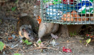 Londyńczycy zmagają się z plagą szczurów. "Władze nie mają żadnego planu działania"