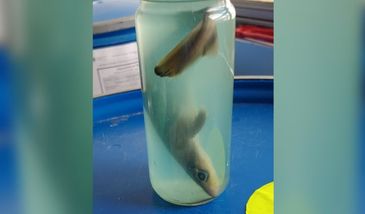 Służby bezpieczeństwa pokazały, co znajdują w bagażach. Podróżni potrafią zadziwić