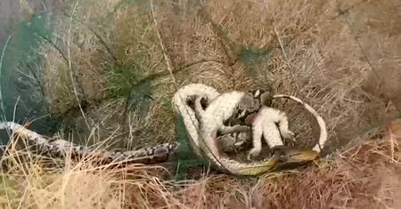 Miał znaleźć krewetki, a zaskoczył go pyton. Wyjątkowe łowy w Tajlandii