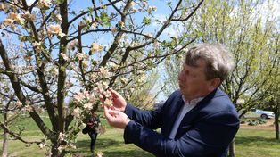 Boguchwała: Kwietniowe przymrozki uszkodziły sady. Będzie mniej owoców