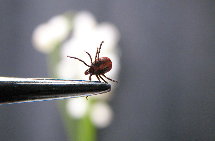 African ticks bring deadly virus to Europe