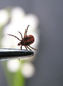 African ticks bring deadly virus to Europe