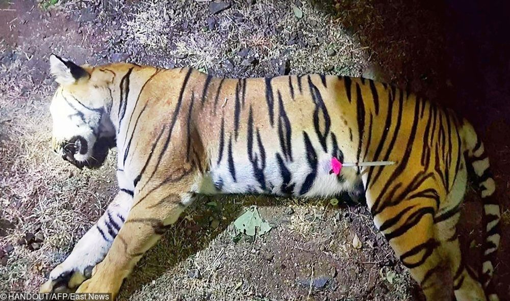 Zabiła 13 osób. W Indiach zastrzelono agresywną tygrysicę