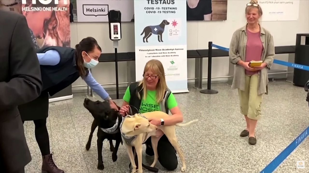 Koronawirus: Psy na lotnisku w Helsinkach mogą wykryć COVID-19 z niemal 100% dokładnością