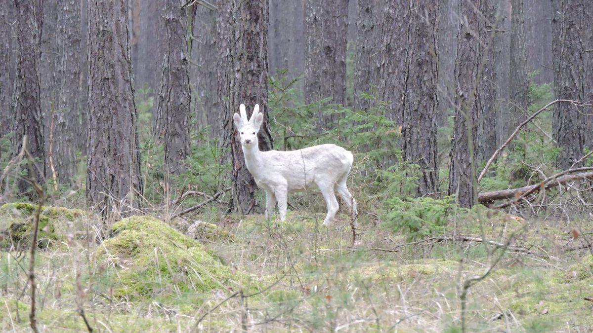 Leśniczy już od kilku lat widywał niezwykłego osobnika, ale aż do teraz nie udało mu się zrobić mu zdjęcia