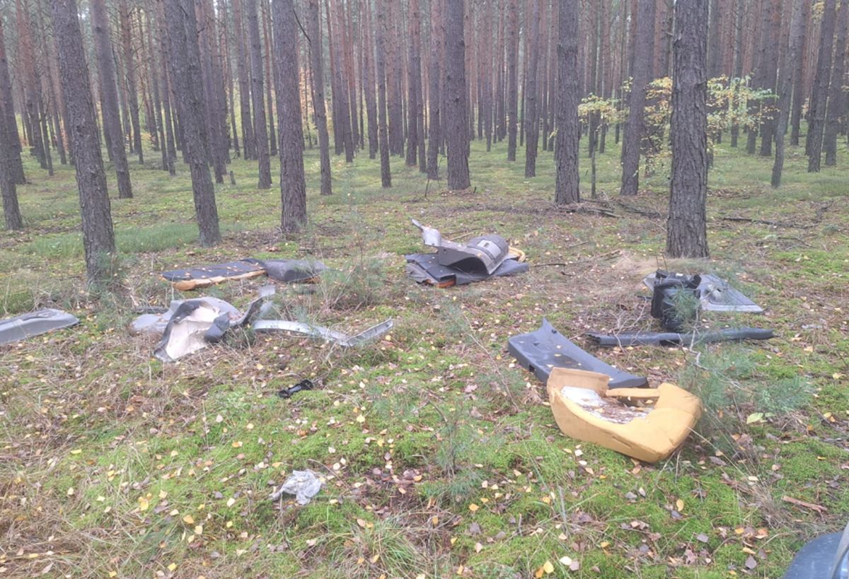 Zdjęcie z lasu. Leśnik aż chwycił za telefon