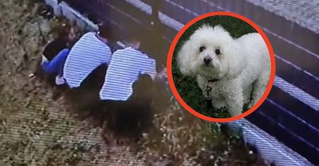 Porwanie psa w Świnoujściu. Policja poszukuje sprawców
