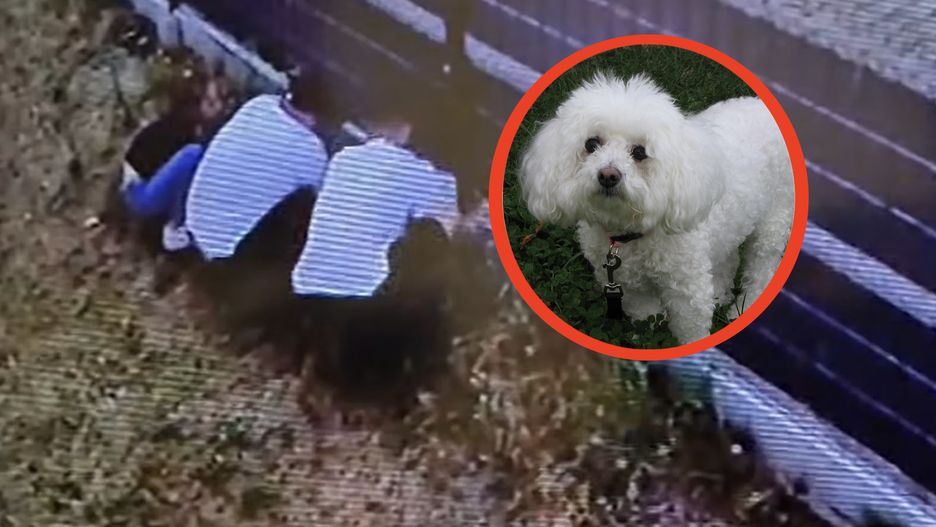 Do kradzieży psa z posesji w Świnoujściu doszło 2