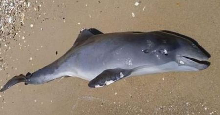 Naukowiec bije na alarm. Działania wojenne uśmiercają delfiny