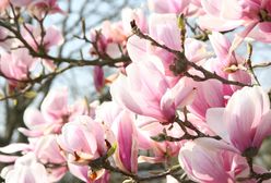 Przycinanie magnolii może się źle skończyć. Wielu popełnia ten błąd
