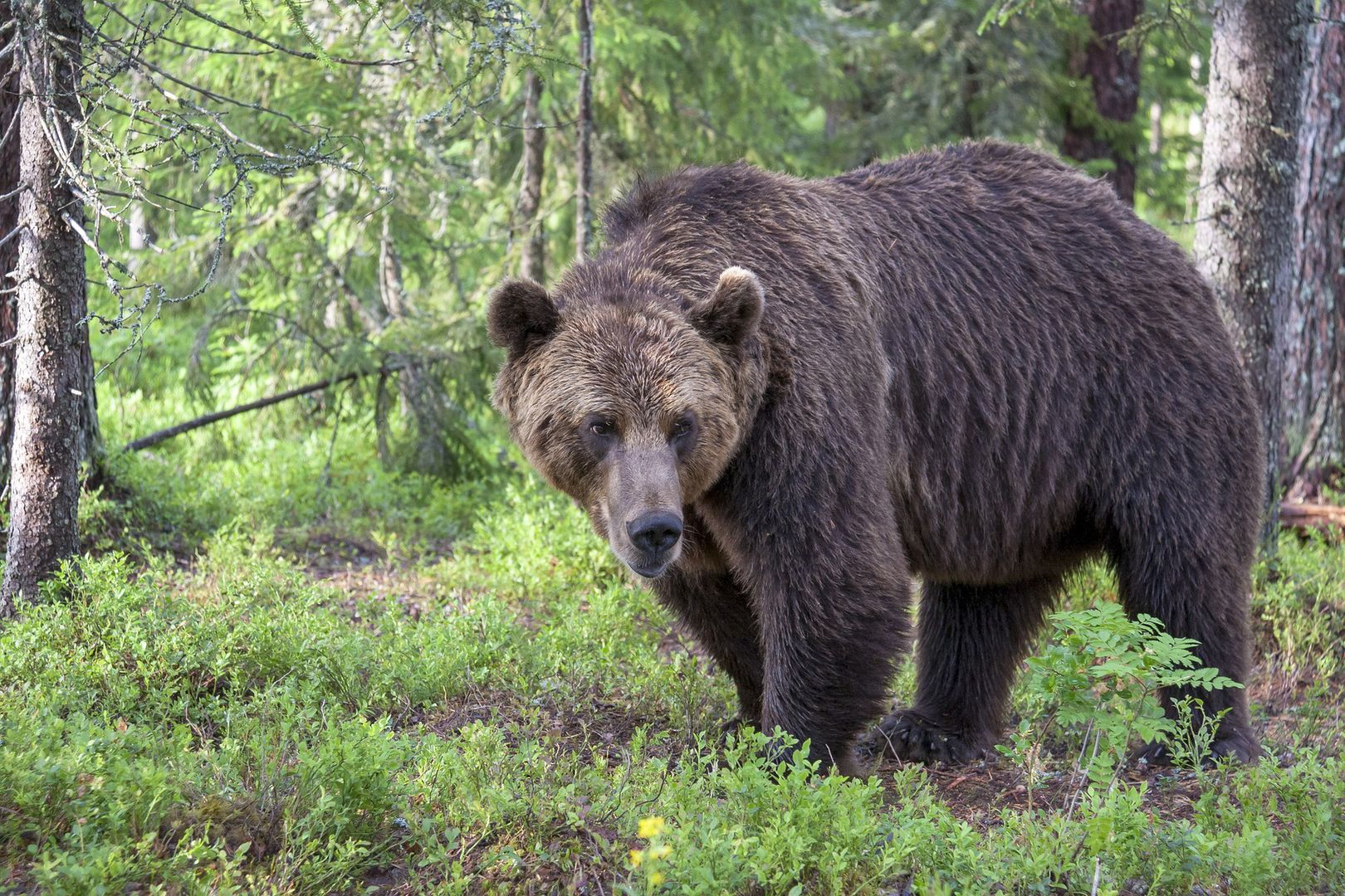 Niedźwiedzie w Tatrach budzą się z zimowego snu. Mogą zagrażać ludziom