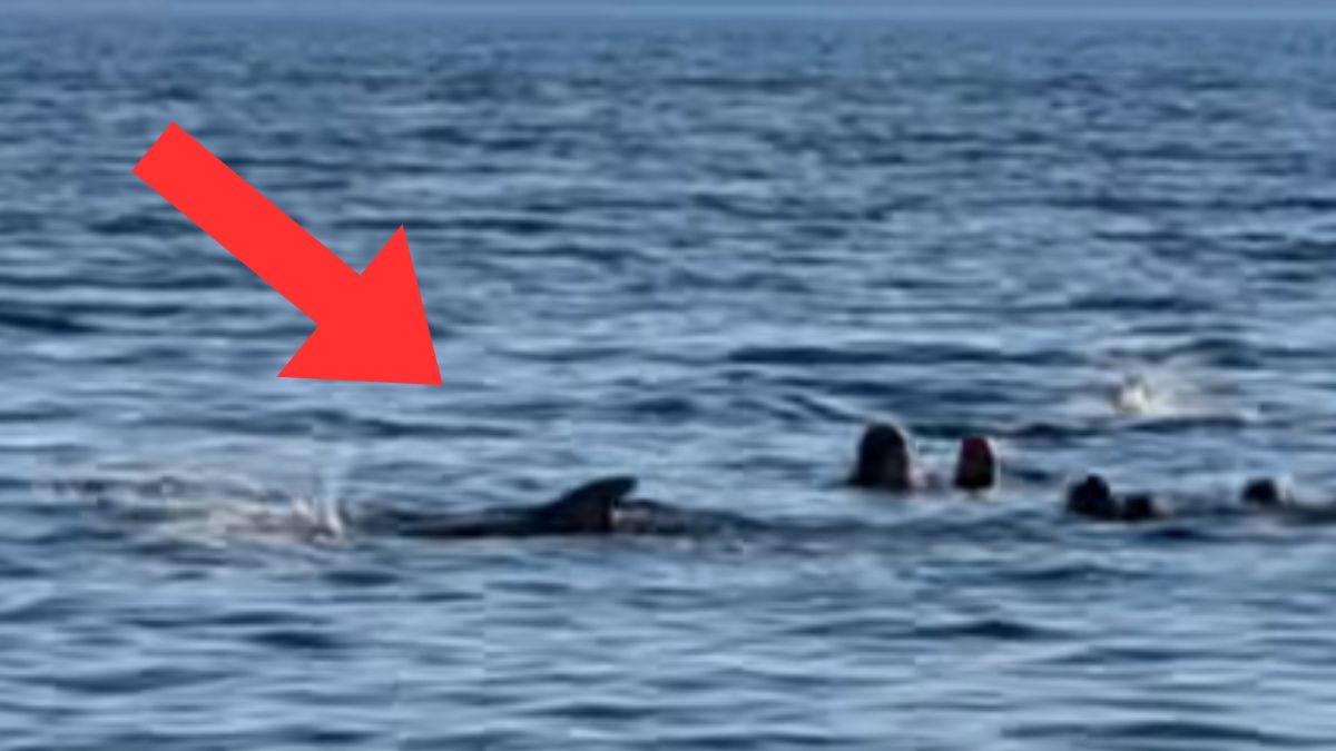 Delfin pojawił się obok grupki dzieci w Chorwacji.