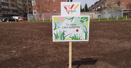 Wrocław. Miasto pomaga pszczołom. Mieszkańcy mogą siać kwietne łąki