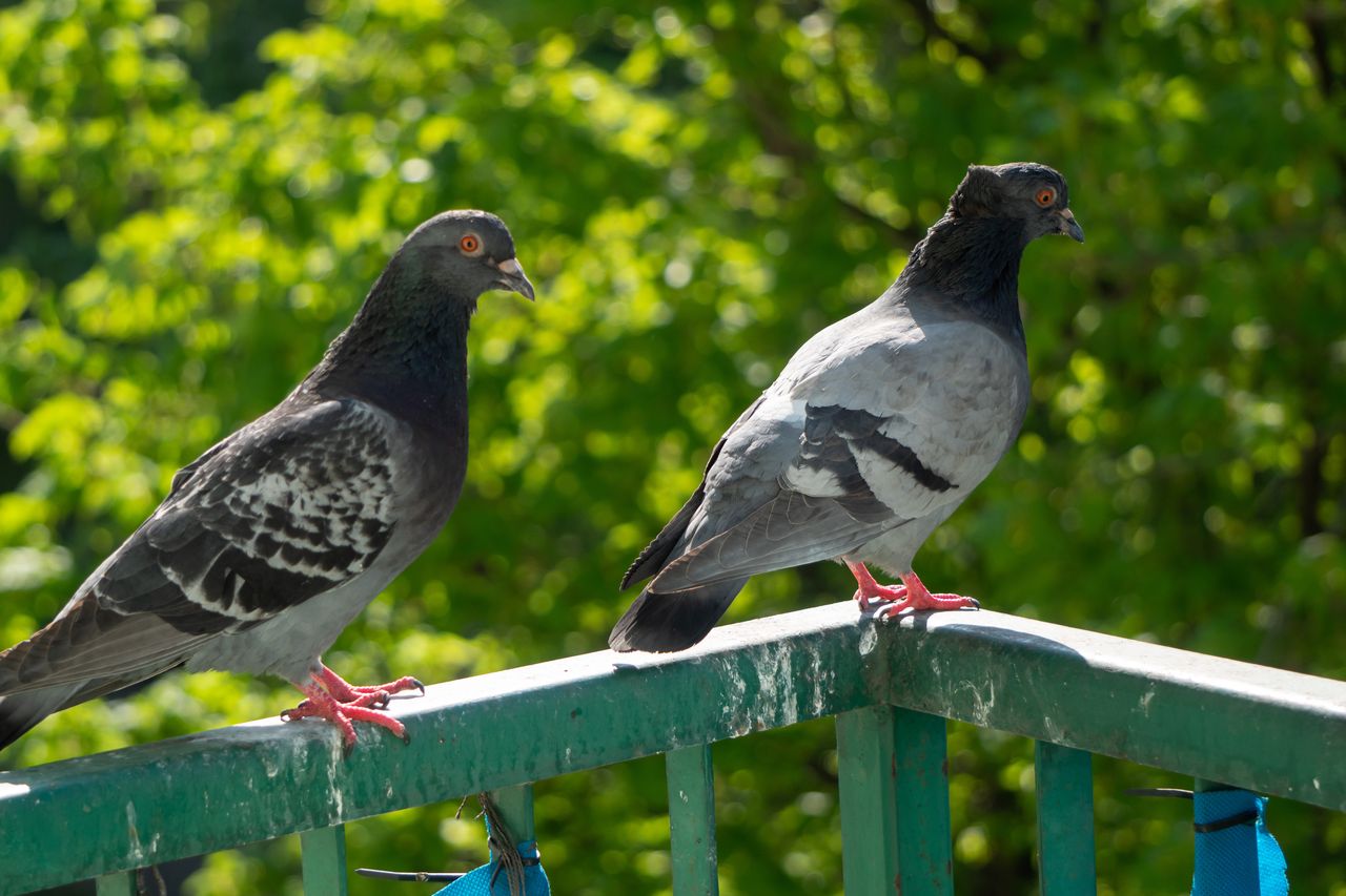 Spryskaj parapet lub balkon. Gołębie nawet się nie zbliżą