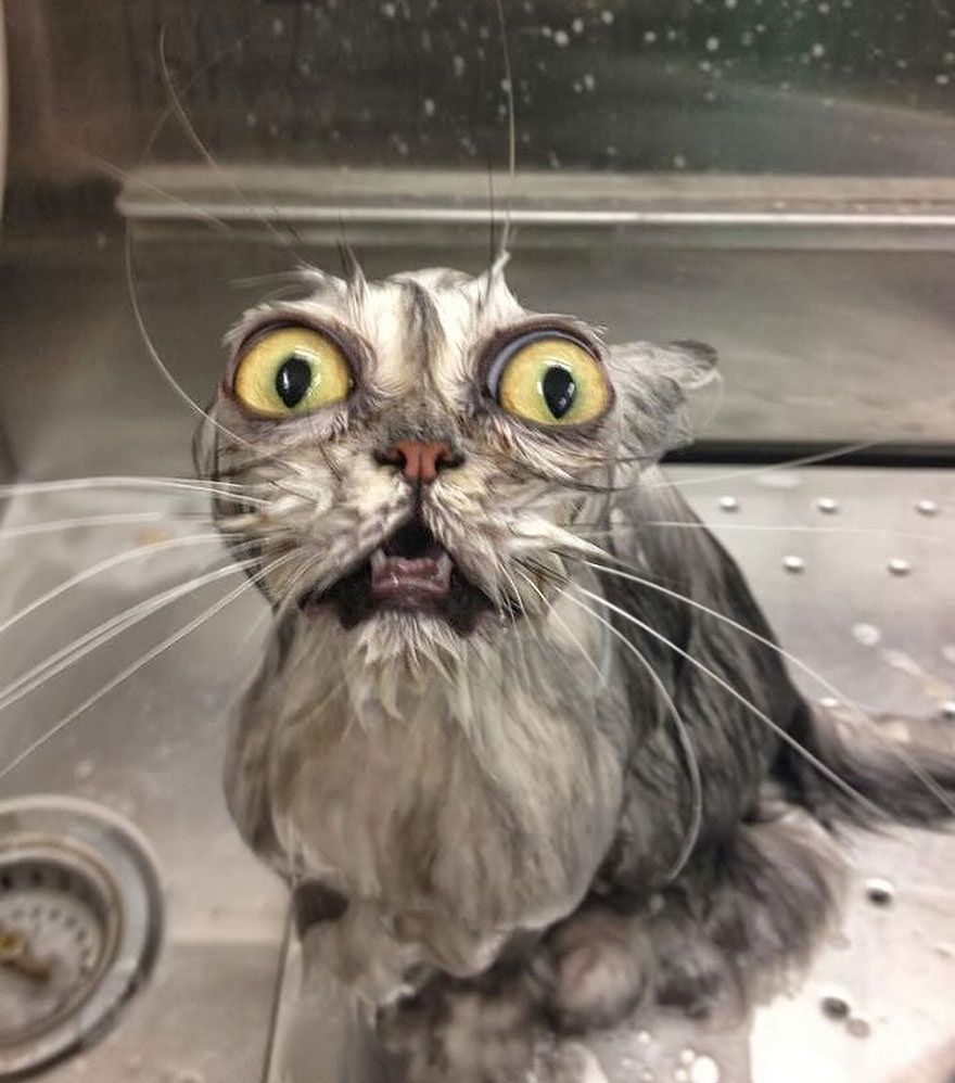 Zaskakujące zdjęcia bardzo mokrych kotów