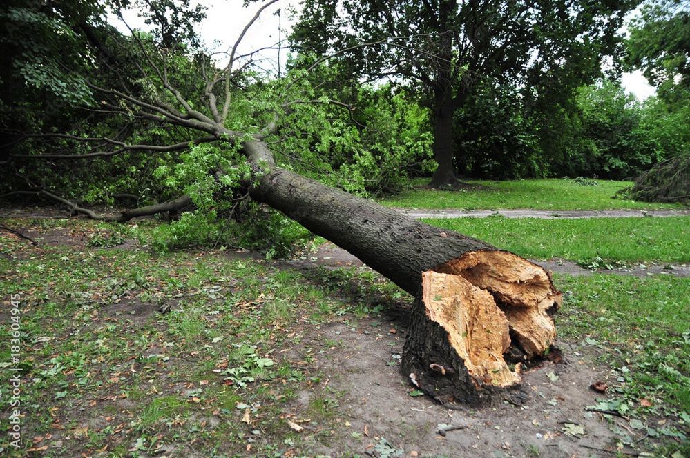 Armagedon w powiecie poznańskim po wielkiej burzy. Te gminy ucierpiały najbardziej. W wielu miejscach wciąż nie ma prądu