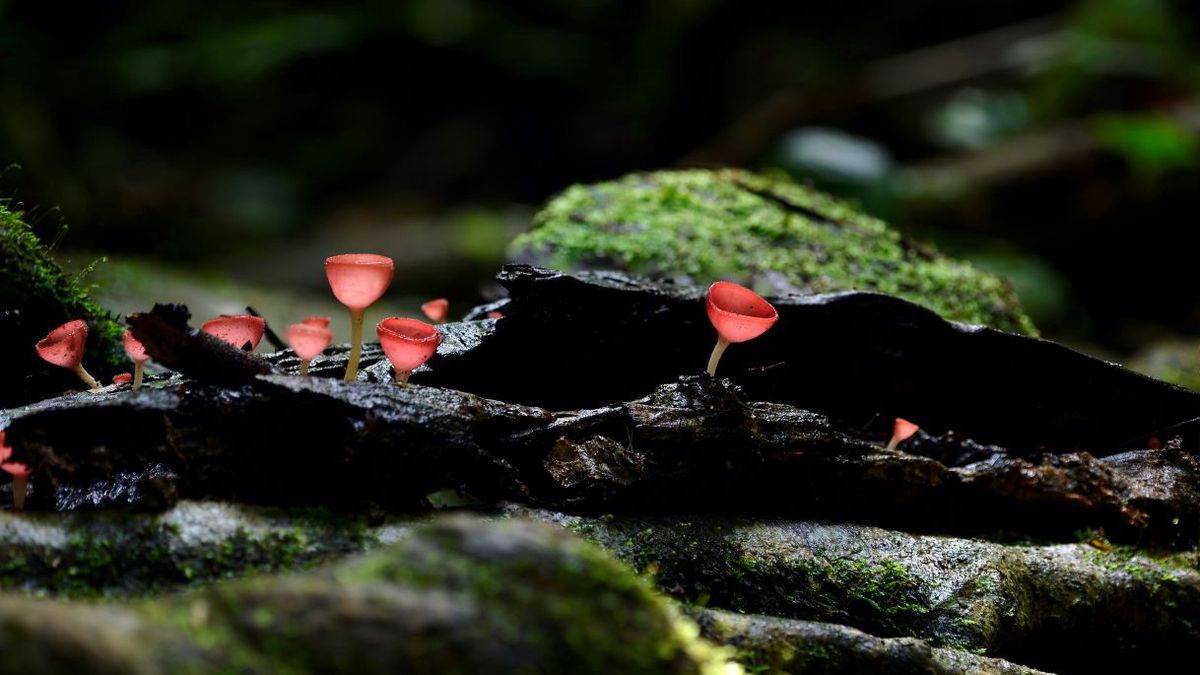 Grzyby "elfie kielichy"