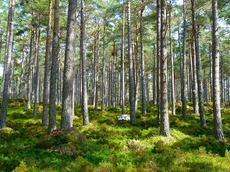 Prywatyzacja lasów niedopuszczalna, ale są pewne wyjątki