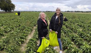 Zaczęło się cwaniakowanie przy samozbiorach. Markety też chcą towar za pół darmo