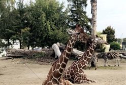 Zoo w Polsce. Które ogrody zoologiczne warto odwiedzić?