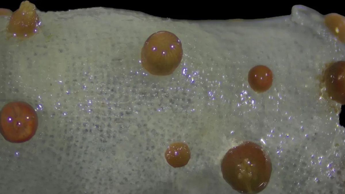 Vitrumanthus flosculus