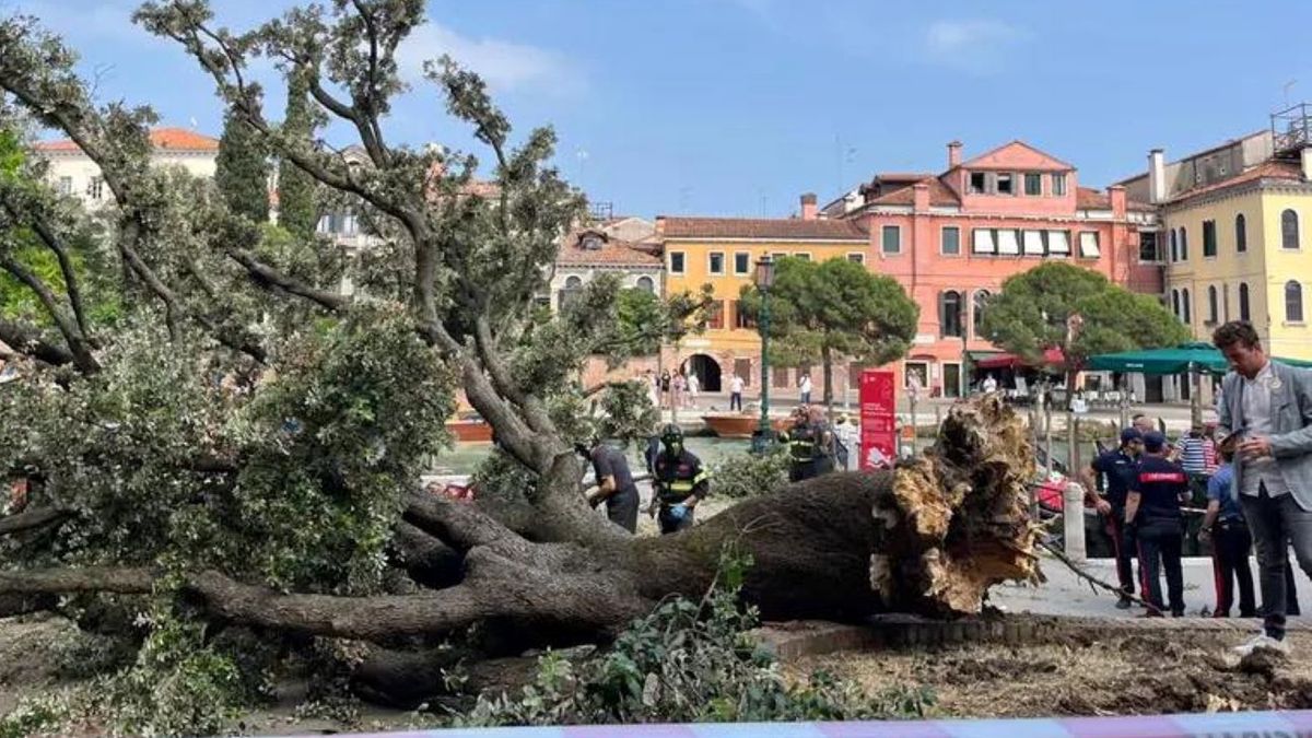 Powalone drzewo na placu w Wenecji