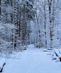 Wraca śnieg. IMGW ostrzega przed opadami