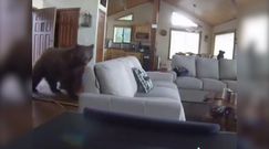 To nie nalot policji, tylko głodny niedźwiedź. Nagranie z domowej kamery