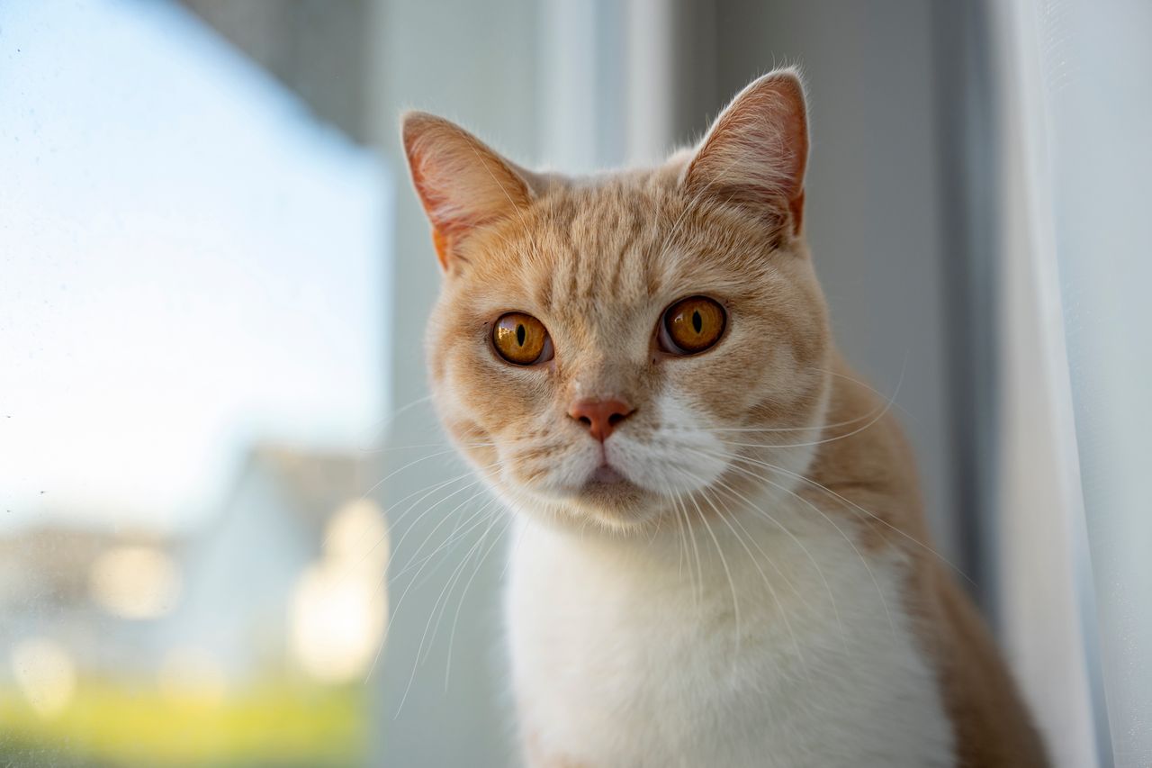 Unraveling the mystery: Why do cats chirp at birds through the window?