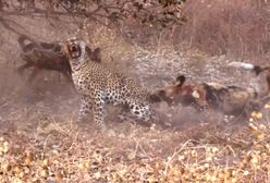 Lampart zabił szczenię likaona. Stado wróciło się zemścić