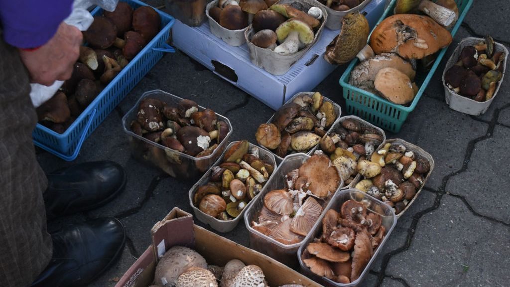 Gigantyczna kara za zbieranie grzybów