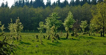 Lasy Państwowe będą miały prawo pierwokupu prywatnych lasów?