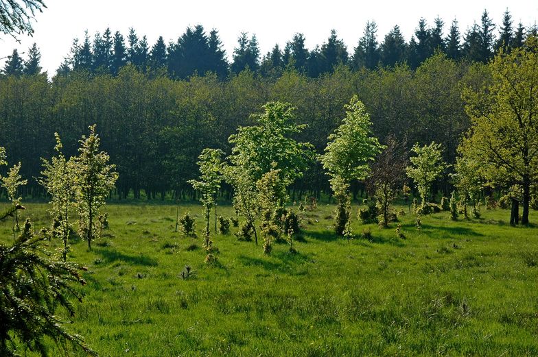 Ustawa o lasach. PO zarzuca PiS próbę nacjonalizacji, PiS odpiera zarzuty