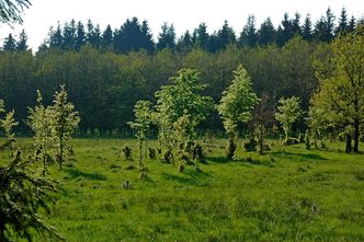 Lasy Państwowe będą miały prawo pierwokupu prywatnych lasów?