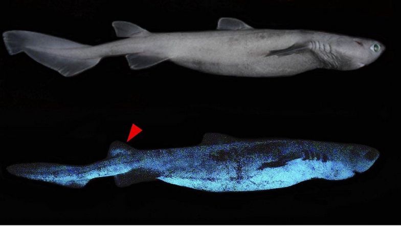 Niezwykłe odkrycie naukowców. Rekiny świecą w ciemności