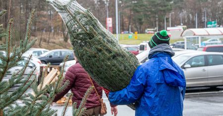 Kiedy ruszy sprzedaż choinek? Znamy terminy i ceny drzewek