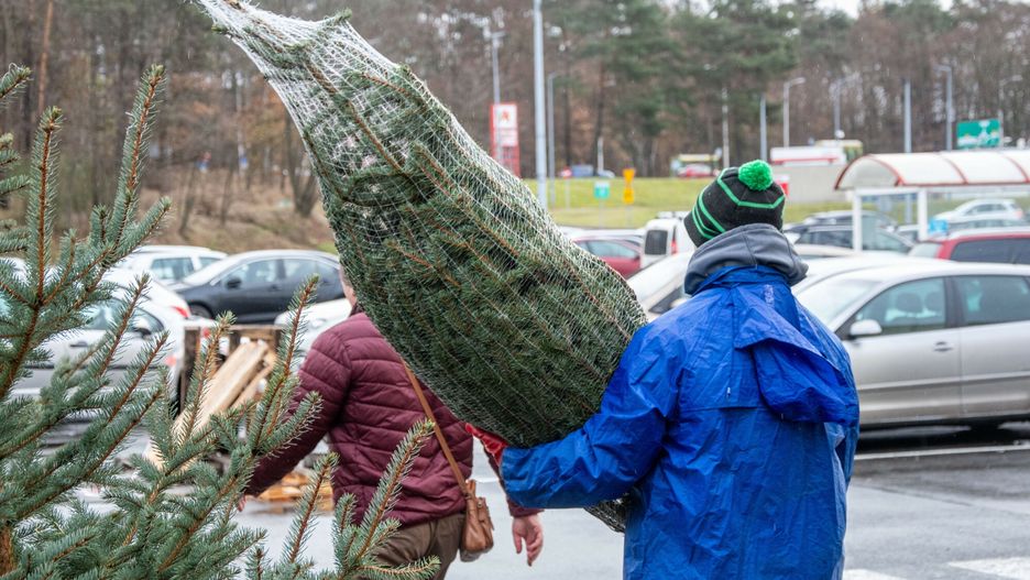 Kiedy ruszy sprzedaż choinek?