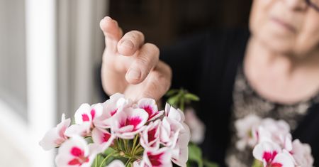 Trik na pelargonie. Wsyp łyżeczkę, a na pewno się odwdzięczą