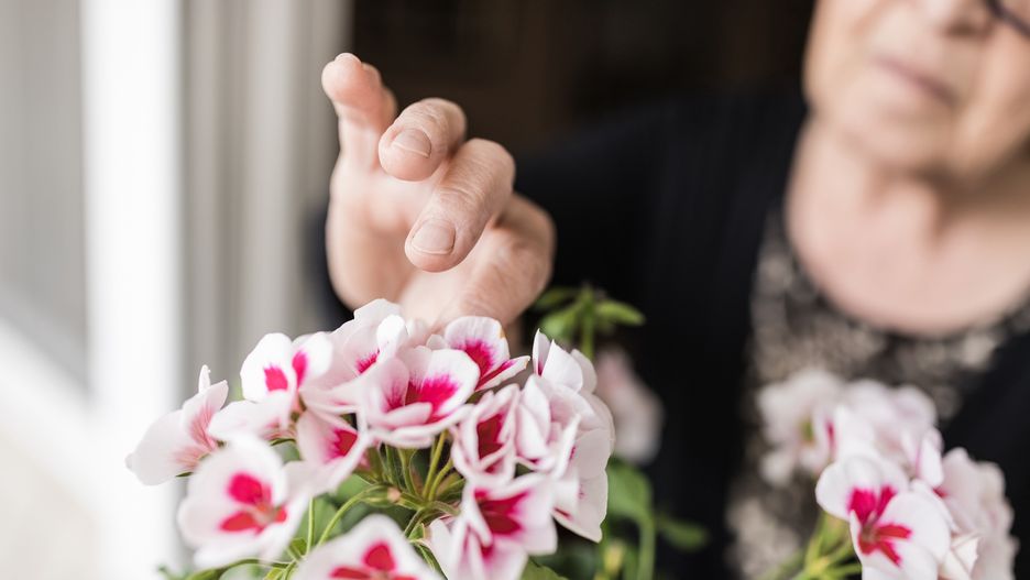 Odrobina cukru pomoże odżywić pelargonie i wspomóc ich wzrost