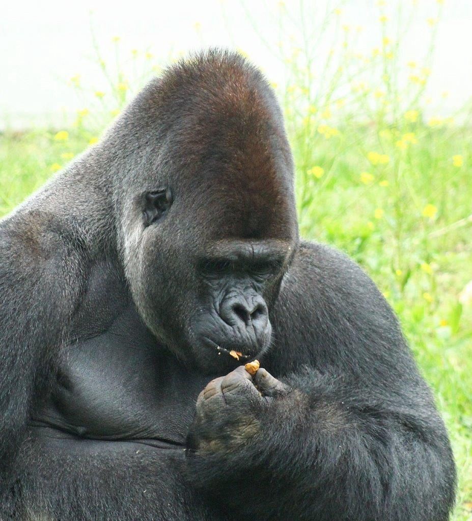 Warszawskie Zoo