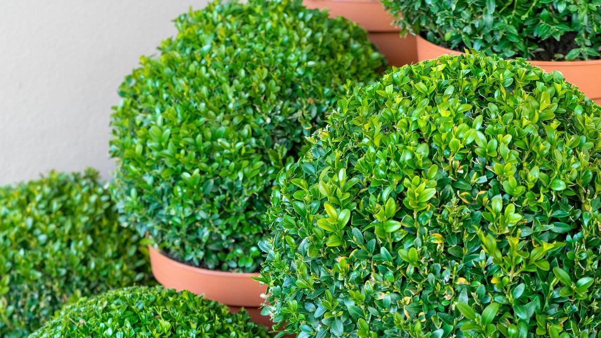 Kiedy przycinać bukszpan?