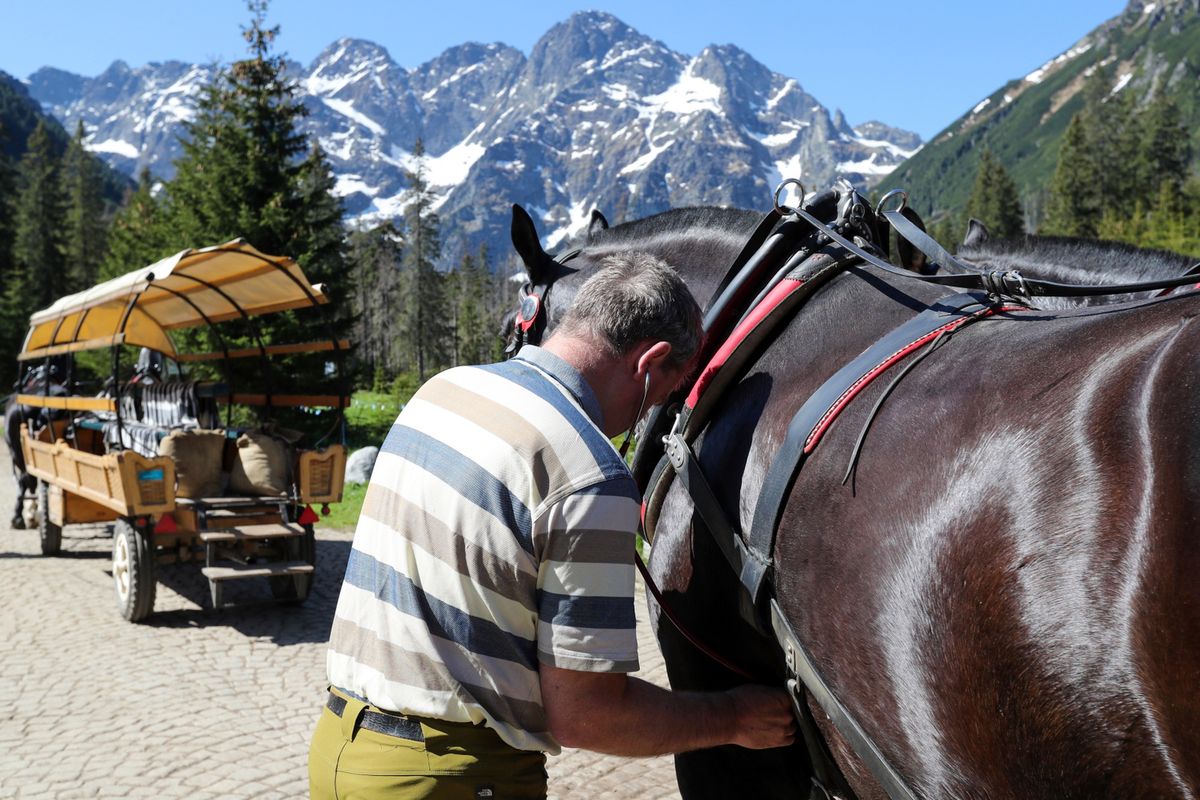 Lekarz weterynarii Marek Tischner podczas badania koni na Polanie Włosienica w Tatrach