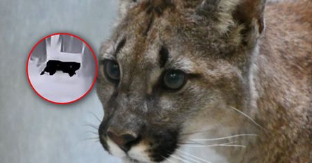 Puma grasuje na Dolnym Śląsku? Są kolejne zgłoszenia
