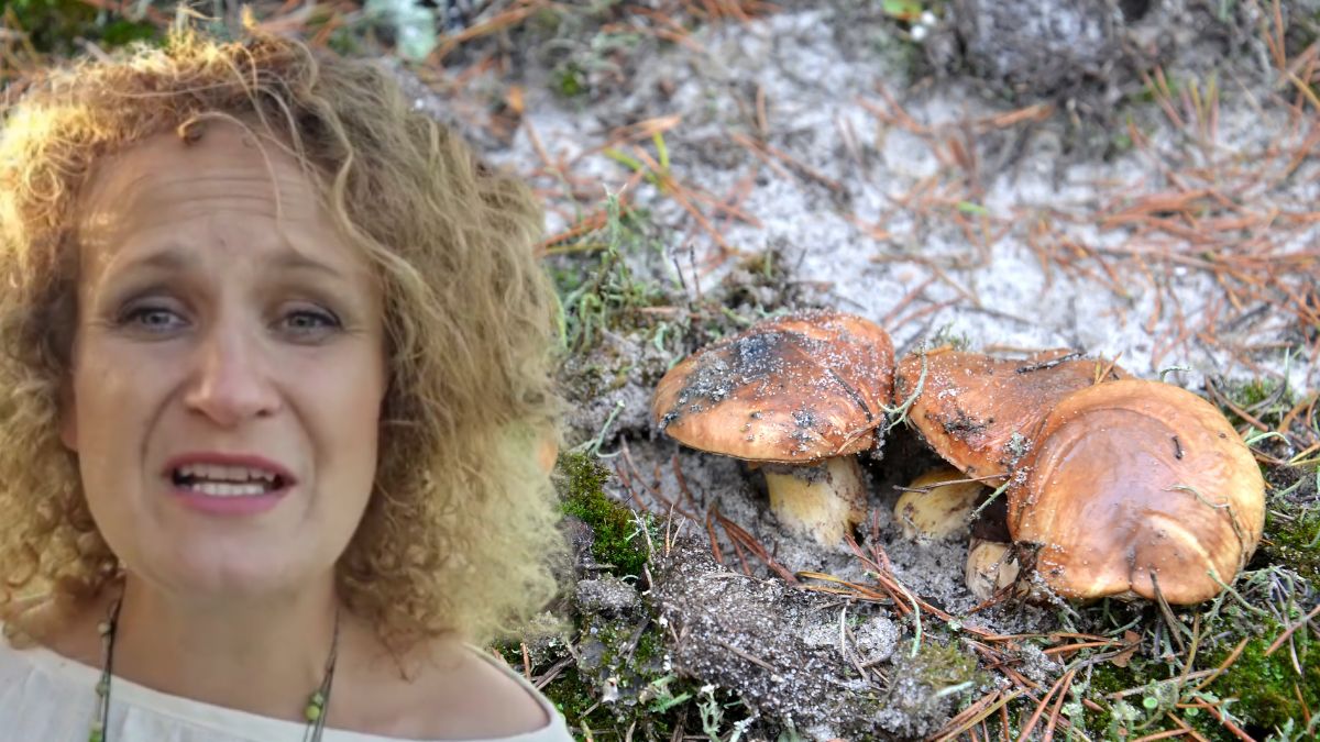 Dyplomowana zielarka o wpływie grzybów na nastrój