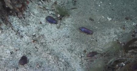 ''Elvis worm''. Nowy gatunek robaka