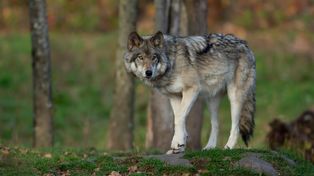 Załęże: Wilk blisko domów. Gmina apeluje o zachowanie ostrożności
