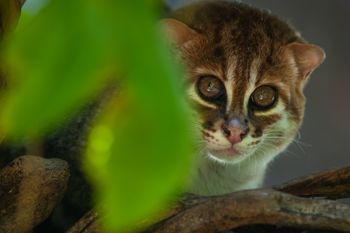 Ostatni raz widziano go 30 lat temu. Fotopułapki uchwyciły niezwykłe zwierzę