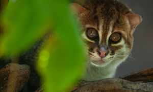 Ostatni raz widziano go 30 lat temu. Fotopułapki uchwyciły niezwykłe zwierzę