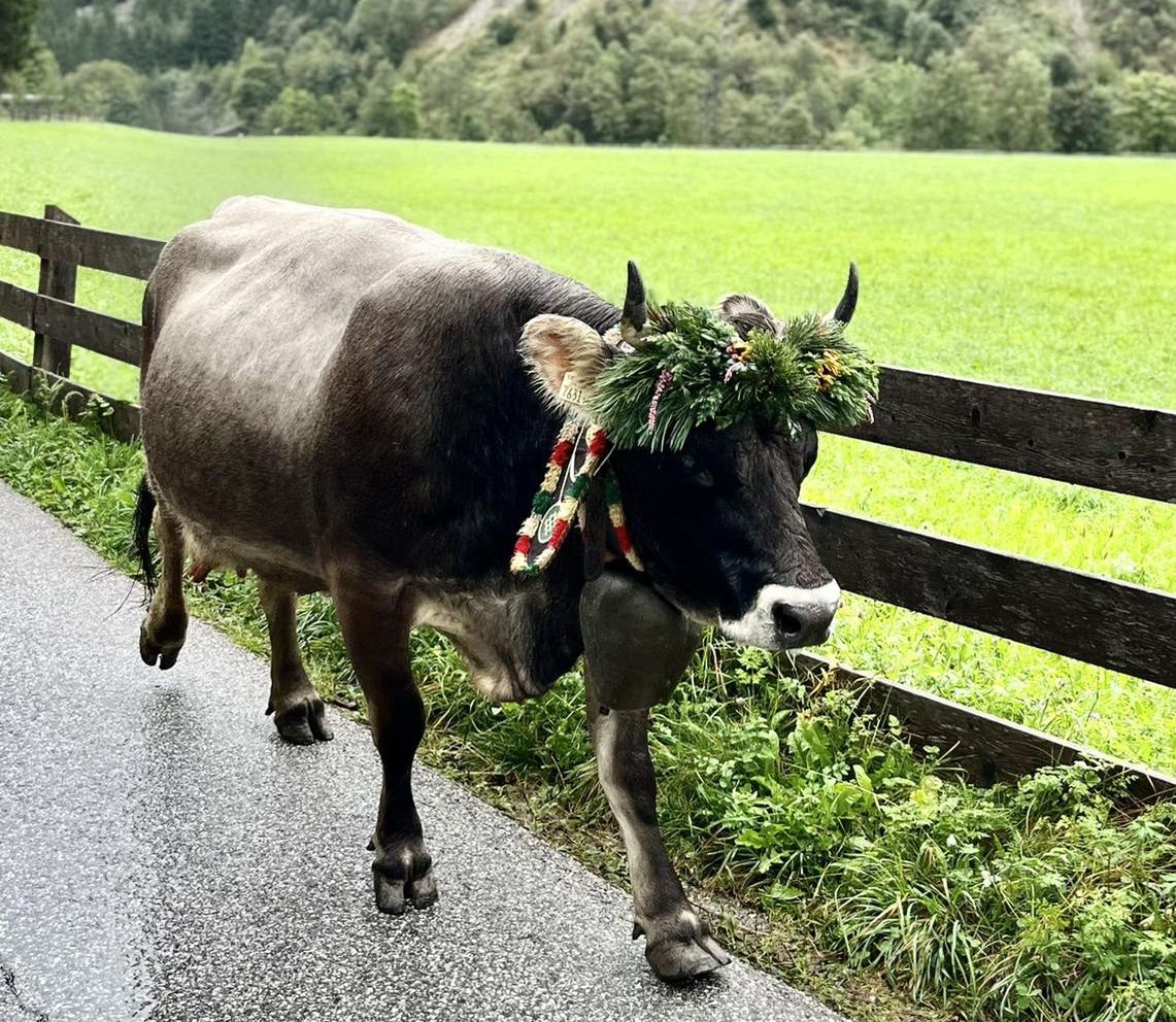 Przemarsz krów przez Milders w dolinie Stubai